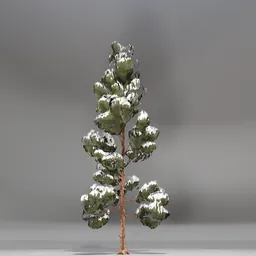 Snow Pine Toon Tree
