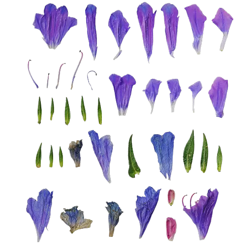 Echium vulgare
