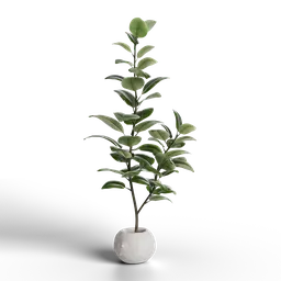 Alt text: "Ficus Elastica indoor plant in white vase on black background 3D model rendered in Blender 3D. Perfect for interior design projects or adding natural elements to virtual spaces."