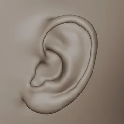 Generic Male Ears Realistic