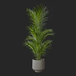 Kentia Palm