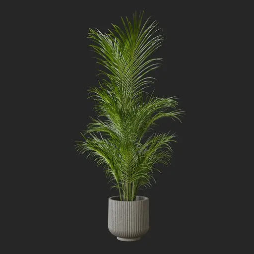 Kentia Palm