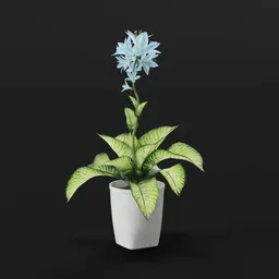 Blue Lily Potted Plant