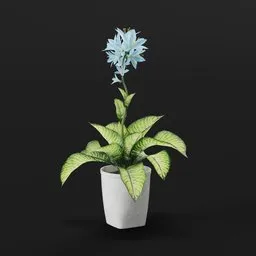 Blue Lily Potted Plant