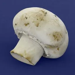 White mushroom organic food scan