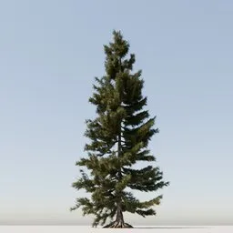 Coniferous Tree 04