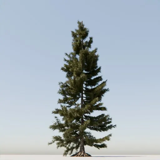 Coniferous Tree