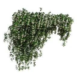 Climbing Roses Wall Grow Top White