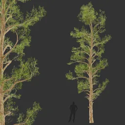 Tall Tree Game Ready
