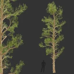 Tall Tree-Game Ready