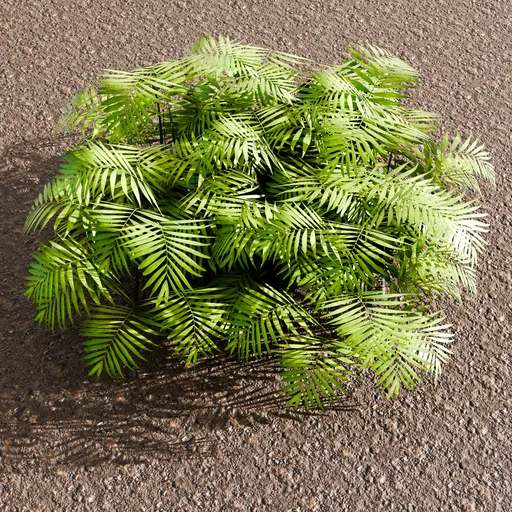 Plant Parlor palm in the Wild