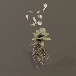 Orchid Tropical Flower Med