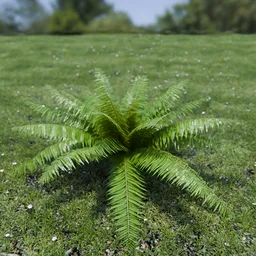 Hard Fern