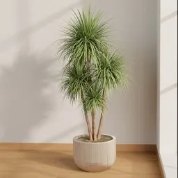 Soft Breeze Dracaena