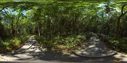 Sunshine Green Forest