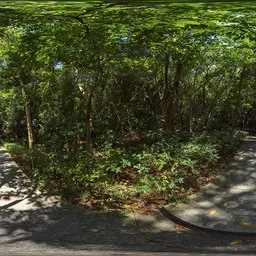 Sunshine Green Forest