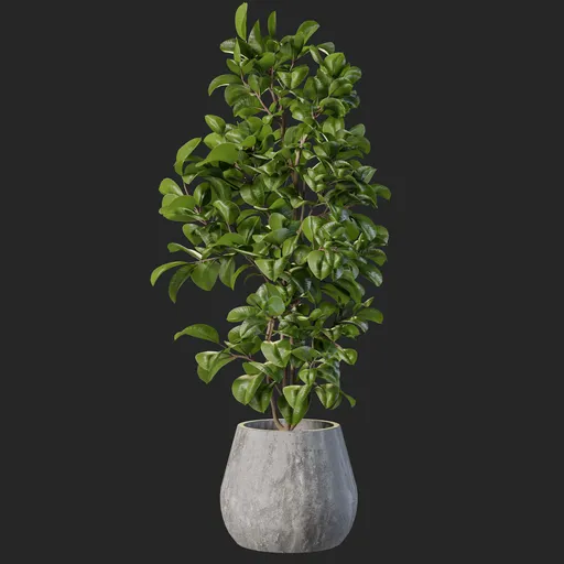 Plant