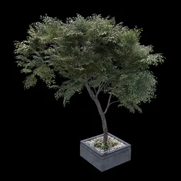 Decorative Urban Tree