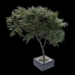 Decorative Urban Tree