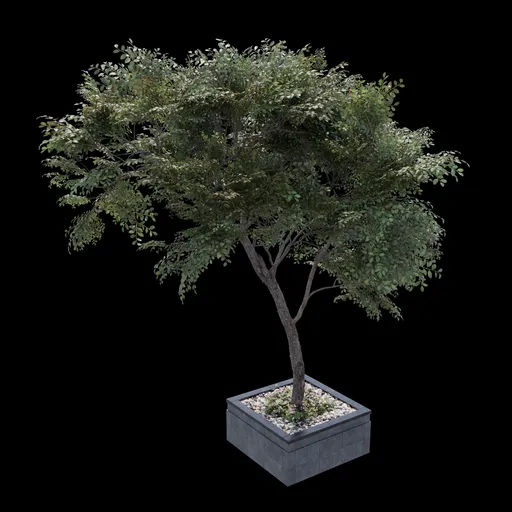 Decorative Urban Tree