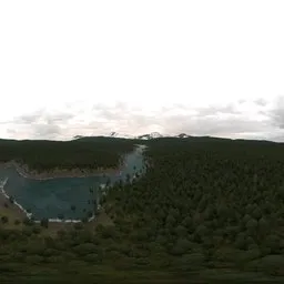 Overcast Day over Forest