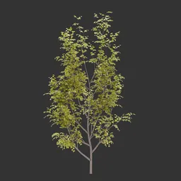 Ivy Wall Bush Autumn Plant AQ