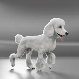 Dog White Poodle Walking Cycle Animated