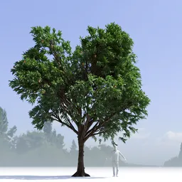 Mango Tree