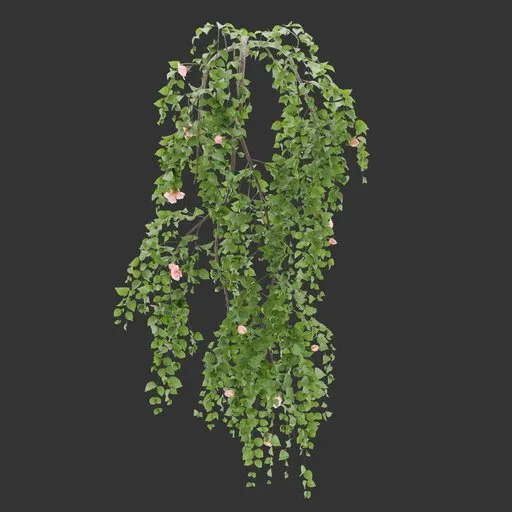 Single Wall Hanging Rose Plant