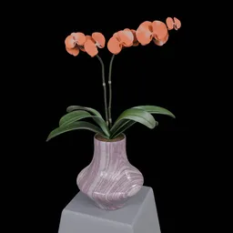 Phalaenopsis Orchid flower