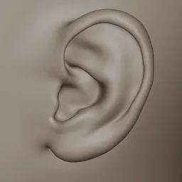 Generic Female Ears Realistic