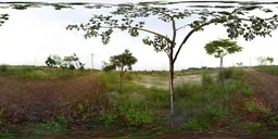 Young Trees by the Red Path HDRI