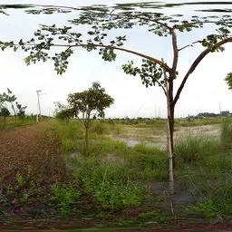 Young Trees by the Red Path HDRI