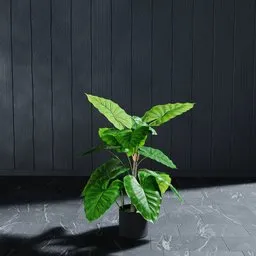 "Artificial Tree Taro Araceae 80 cm 3D Model for Blender 3D - Perfect for Interior Decoration. Easily Modifyable and Based on Real Product for Maximum Realism."