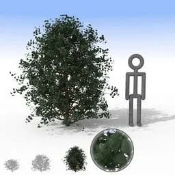 "Dark Shiny Leaf Bush - Large 3D model for Blender 3D. Accurately proportioned with separate leaves for added customization. Perfect for adding a touch of nature to your outdoor scenes or landscapes."