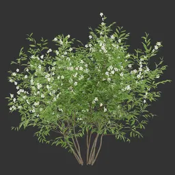 Summer Flowering Bush Q