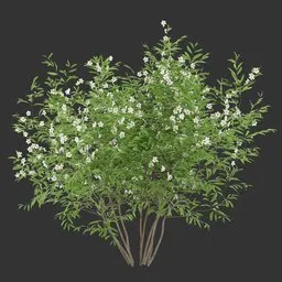 Flowering Bush Plant