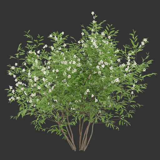 Flowering Bush Plant