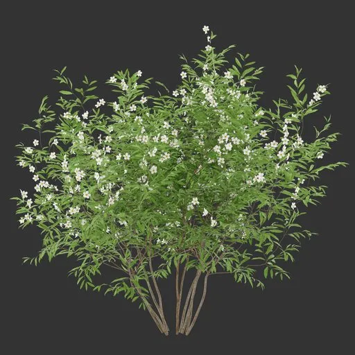 Flowering Bush Plant