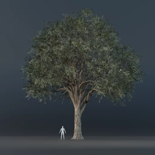 Oak Tree - Tall (Summer)