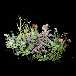 Garden and Yard Plants