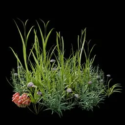 Garden and Yard Plants