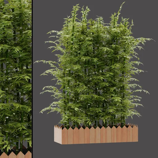 Asian Bamboo Bush