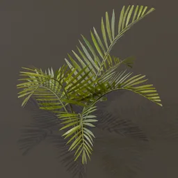 Alexandra Palm Plant Elder