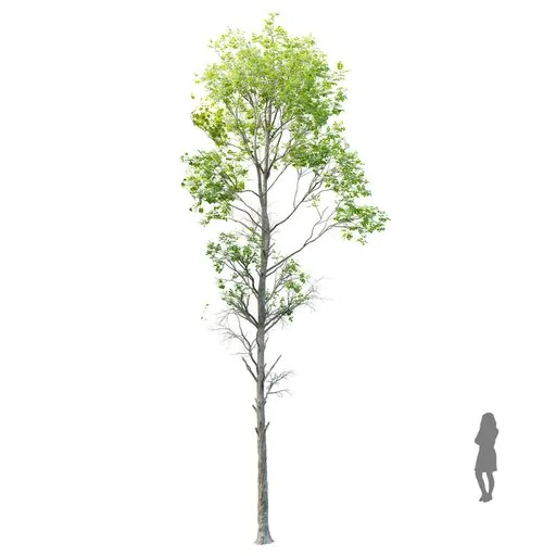 Highly detailed Fagus Sylvatica 3D model at 12.5m with 4K textures, perfect for Blender projects.