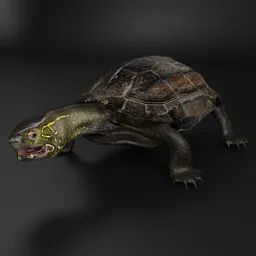 "Reeve's pond turtle v.1.2 3D model for Blender 3D. Rigged and suitable for animations. Realistic and detailed with glowing yellow eyes, inspired by Charles Maurice Detmold. Perfect for cinema 4d, unreal engine 5, and computer graphics projects."