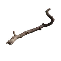 Branch