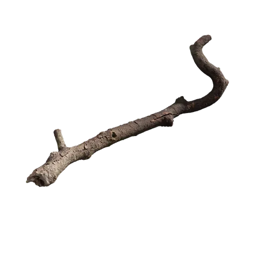 Branch