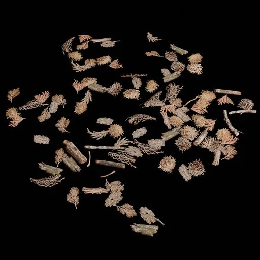 Natural Ground Debris