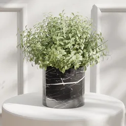 Decorative Potted Green Shrub